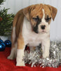 Boxer/Bulldog For Sale Fredericksburg OH Female-Kacie