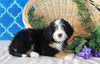 Bernedoodle For Sale Sugarcreek, OH Female- Callie