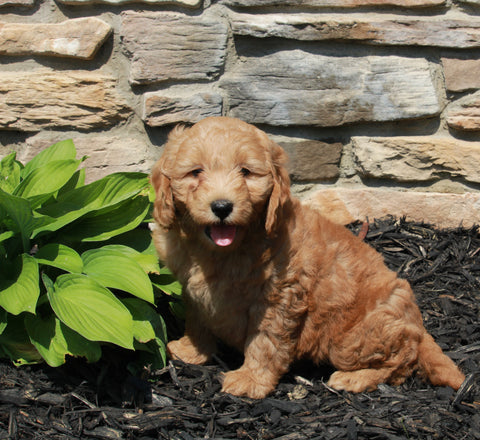 Mini Goldendoodle For Sale Sugarcreek OH Female-Violet