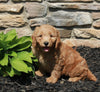 Mini Goldendoodle For Sale Sugarcreek OH Female-Violet
