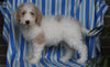 F1BB Mini Labradoodle For Sale Millersburg OH Male-Edward