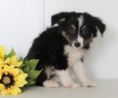Mini Australian Shepherd For Sale Wooster OH Frisky