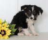 Mini Australian Shepherd For Sale Wooster OH Frisky
