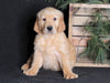 AKC Registered Golden Retriever For Sale Millersburg, OH Male- Tucker