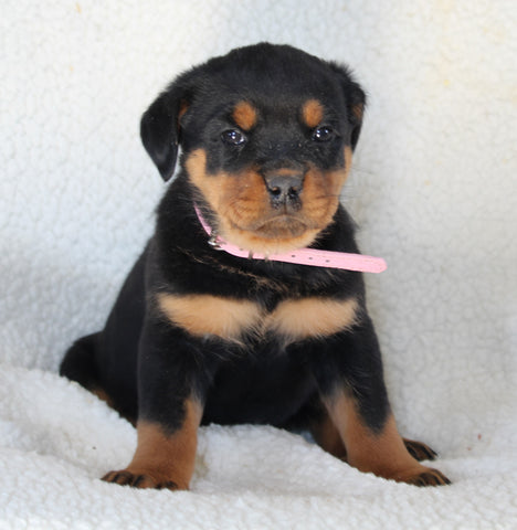 Rottweiler For Sale Fredericksburg OH Female-Bailey