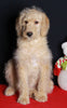 Medium F1B Labradoodle For Sale Millersburg OH Male-Hayden