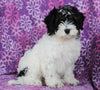 Cavapoo For Sale Millersburg OH Female-Katie CURRENTLY HOUSETRAINING