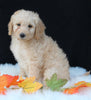Medium F1B Labradoodle For Sale Millersburg OH Female-Hannah