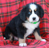 AKC Registered Bernese Mountain Dog For Sale Sugarcreek OH Female-Abigail