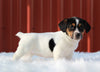 Jack Russell Terrier For Sale Fredericksburg, OH Female- Grace