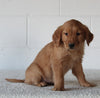 AKC Registered Golden Retriever For Sale Millersburg OH Female-Cookie