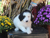 F1B Medium Labradoodle For Sale Millerburg OH Male-Franklin SOLD