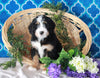 Bernedoodle For Sale Sugarcreek, OH Female- Callie