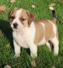 Beagle Mix For Sale Sugarcreek OH Male-Milo