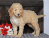 Mini F1BB Labradoodle For Sale Millersburg, OH Female- Zinnia