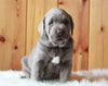 AKC Registered Silver Labrador Retriever For Sale Fredericksburg, OH Male- Blaze