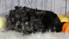 F1B Cavapoo For Sale Sugarcreek OH Male-Mickie
