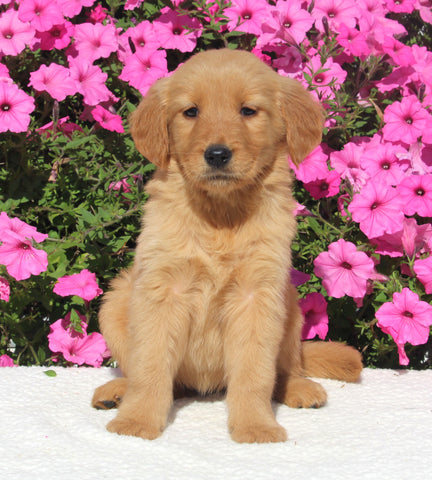 AKC Registered Golden Retriever For Sale Millersburg OH Female-Harper