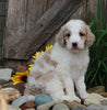 Medium F1BB Goldendoodle For Sale Millersburg OH Male-Duke