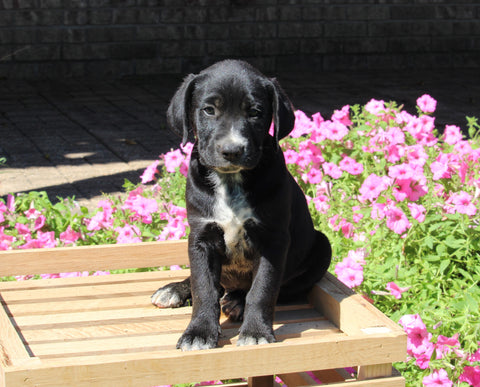 Dalmatian English Cream Goldens For Sale Holmesville OH Male-Bentley