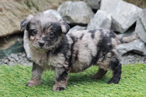 Mini Goldendoodle For Sale Millersburg, OH Female- Ava