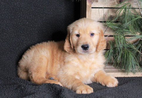 AKC Registered Golden Retriever For Sale Millersburg, OH Male- Tucker