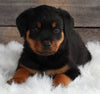 AKC Registered Rottweiler For Sale Applecreek OH -Female Nova