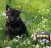 AKC Registered German Shepherd For Sale Millersburg OH Male-Tyler