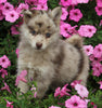 Pomsky For Sale Holmesville OH Male-Link