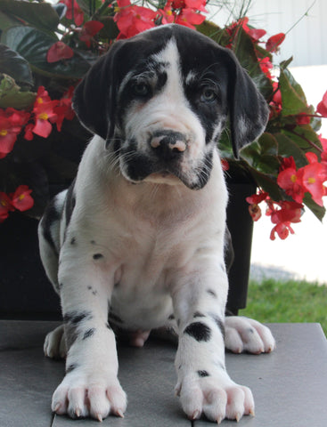 AKC Registered Great Dane For Sale Apple Creek OH Male-Jasper