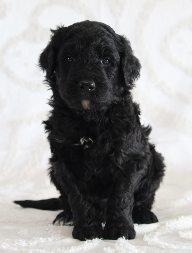 Standard Goldendoodle For Sale Sugarcreek OH MaleIsaac AC Puppies LLC