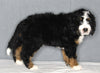 Bernedoodle For Sale Sugarcreek OH Male-Sammy
