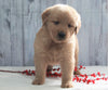 AKC Registered Golden Retriever For Sale Millersburg, OH Male- Evan