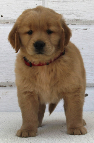 AKC Registered Golden Retriever For Sale Millersburg OH Male-Maverick