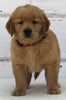 AKC Registered Golden Retriever For Sale Millersburg OH Male-Maverick