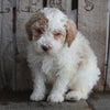 AKC Registered Moyen Poodle For Sale Wooster OH Male- Brodie