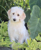 F1B Medium Labradoodle For Sale Millersburg OH Female-Frosty