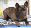 French Bulldog For Sale Millersburg OH Female-Tula