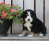 Mini Bernedoodle For Sale Sugarcreek OH Male-Boots