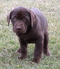ACA Registered Labrador Retriever For Sale Sugarcreek OH Male-Bentley