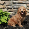 Mini Goldendoodle For Sale Sugarcreek OH Female-Violet