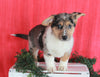 German Shepherd Mix For Sale Millersburg, OH Male- Damaris