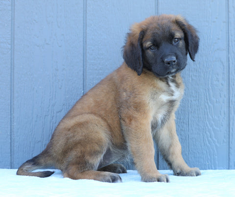 English Mastiff For Sale Fredericksburg, OH Female- Tonya