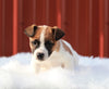 Jack Russell Terrier For Sale Fredericksburg, OH Male- Max