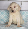 AKC Registered Labrador Retreiver For Sale Sugarcreek OH Male- Rocky