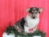 German Shepherd Mix For Sale Millersburg, OH Male- Damaris