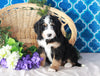 Bernedoodle For Sale Sugarcreek, OH Female- Callie