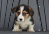 AKC Registered Pembroke Welsh Corgi For Sale Millersburg, OH Male- Carl