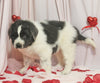 AKC Registered Newfoundland For Sale Millersburg OH Female-Kelly