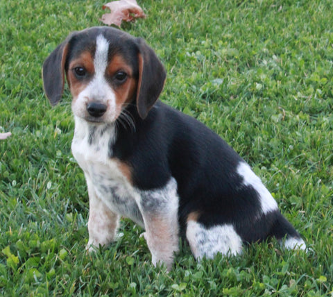 Beagle For Sale Sugarcreek OH Male-Spike